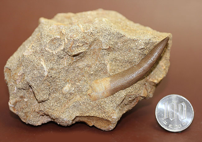最後にして最大級の首長竜、エラスモサウルスの上質歯化石(その17)