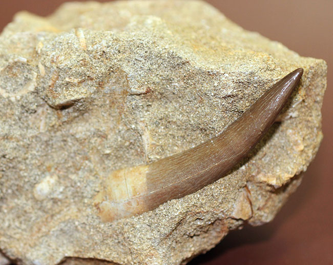 最後にして最大級の首長竜、エラスモサウルスの上質歯化石(その4)