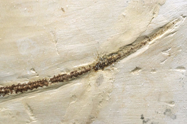 ベリーベリーベリーレア！欲しいときには手に入らない、出会った時がコレクションのタイミング。まさに一期一会の標本。極めて希少なオールドコレクション、ブラジル産メソサウルス（Mesosaurus）の全身化石（その10）