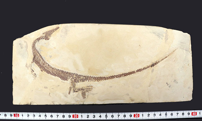 ベリーベリーベリーレア！欲しいときには手に入らない、出会った時がコレクションのタイミング。まさに一期一会の標本。極めて希少なオールドコレクション、ブラジル産メソサウルス（Mesosaurus）の全身化石（その14）