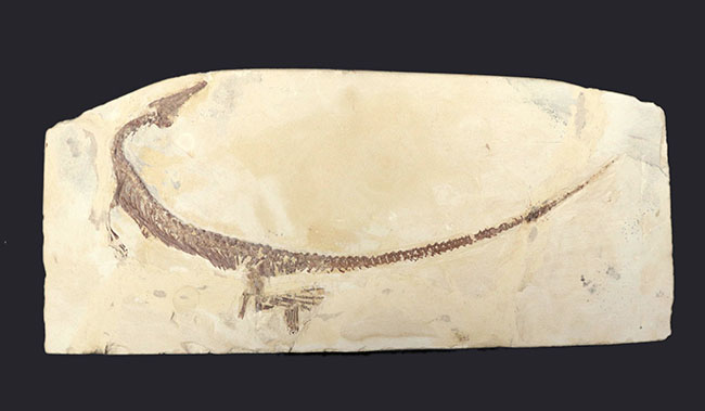 ベリーベリーベリーレア！欲しいときには手に入らない、出会った時がコレクションのタイミング。まさに一期一会の標本。極めて希少なオールドコレクション、ブラジル産メソサウルス（Mesosaurus）の全身化石（その2）