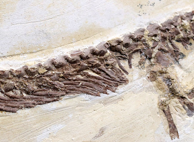 ベリーベリーベリーレア！欲しいときには手に入らない、出会った時がコレクションのタイミング。まさに一期一会の標本。極めて希少なオールドコレクション、ブラジル産メソサウルス（Mesosaurus）の全身化石（その6）
