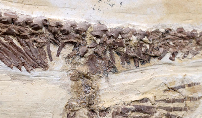 ベリーベリーベリーレア！欲しいときには手に入らない、出会った時がコレクションのタイミング。まさに一期一会の標本。極めて希少なオールドコレクション、ブラジル産メソサウルス（Mesosaurus）の全身化石（その7）