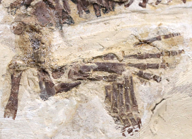 ベリーベリーベリーレア！欲しいときには手に入らない、出会った時がコレクションのタイミング。まさに一期一会の標本。極めて希少なオールドコレクション、ブラジル産メソサウルス（Mesosaurus）の全身化石（その8）