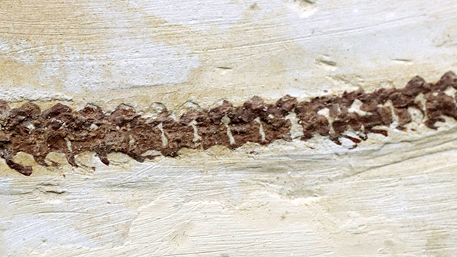 ベリーベリーベリーレア！欲しいときには手に入らない、出会った時がコレクションのタイミング。まさに一期一会の標本。極めて希少なオールドコレクション、ブラジル産メソサウルス（Mesosaurus）の全身化石（その9）