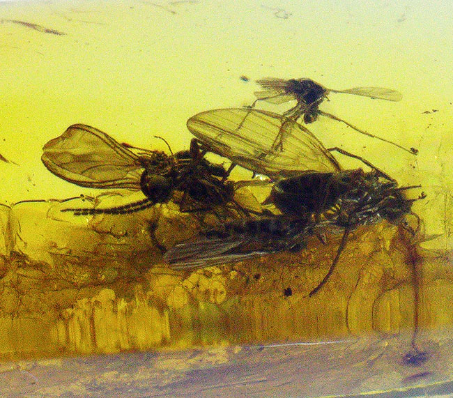 リトアニアンゴールド！レアなチョウバエ科の虫、その他4匹の虫が内包された虫入りバルト海産琥珀（Amber）（その1）