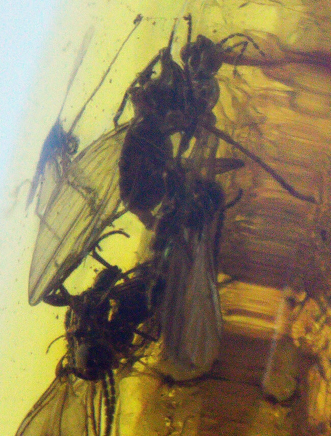 リトアニアンゴールド！レアなチョウバエ科の虫、その他4匹の虫が内包された虫入りバルト海産琥珀（Amber）（その4）