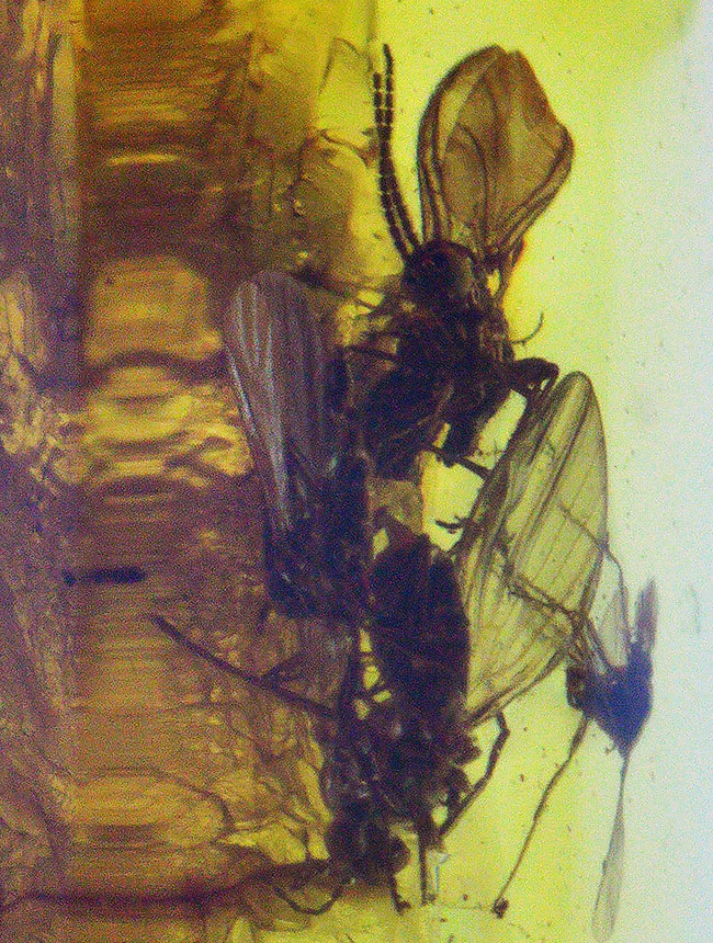 リトアニアンゴールド！レアなチョウバエ科の虫、その他4匹の虫が内包された虫入りバルト海産琥珀（Amber）（その7）
