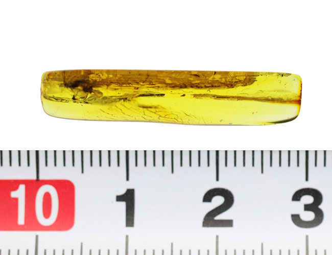 リトアニアンゴールド！レアなチョウバエ科の虫、その他4匹の虫が内包された虫入りバルト海産琥珀（Amber）（その8）