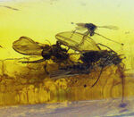 リトアニアンゴールド！レアなチョウバエ科の虫、その他4匹の虫が内包された虫入りバルト海産琥珀（Amber）