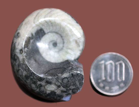 人気のツートンカラー、古生代を代表する頭足類、謎深き生物