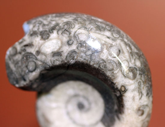 人気のツートンカラー、古生代を代表する頭足類、謎深き生物