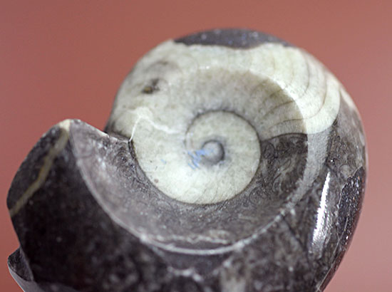 人気のツートンカラー、古生代を代表する頭足類、謎深き生物