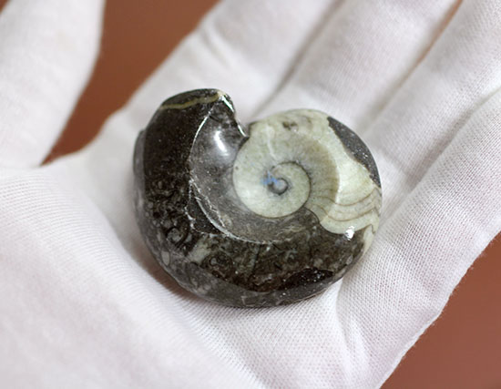 人気のツートンカラー、古生代を代表する頭足類、謎深き生物