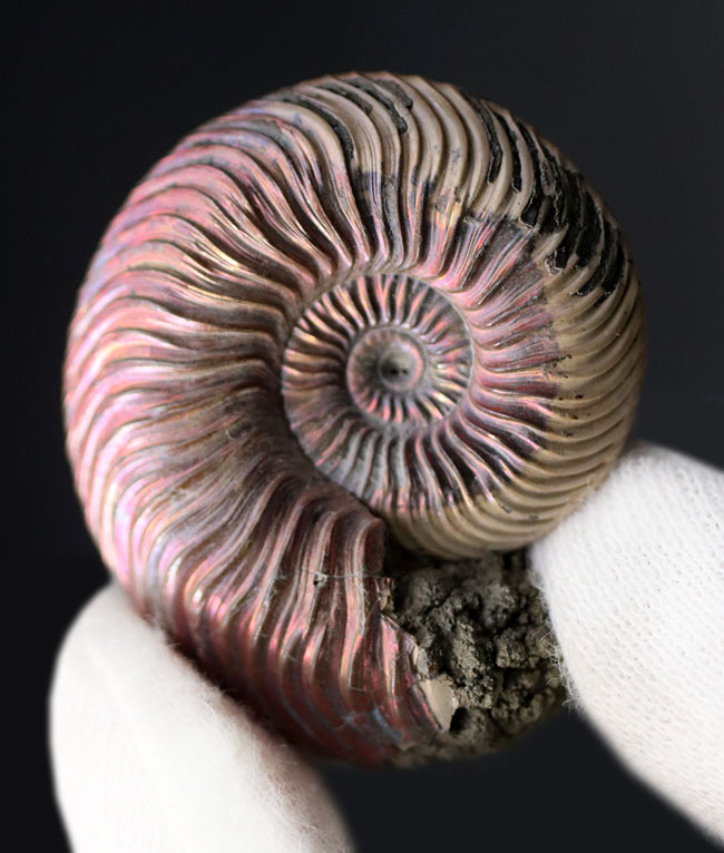 直径最大部32ミリ！優美な遊色曲線、ロシア産アンモナイト、クエン