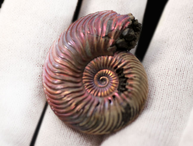 直径最大部32ミリ！優美な遊色曲線、ロシア産アンモナイト、クエン