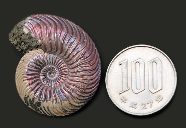 直径最大部32ミリ！優美な遊色曲線、ロシア産アンモナイト、クエン