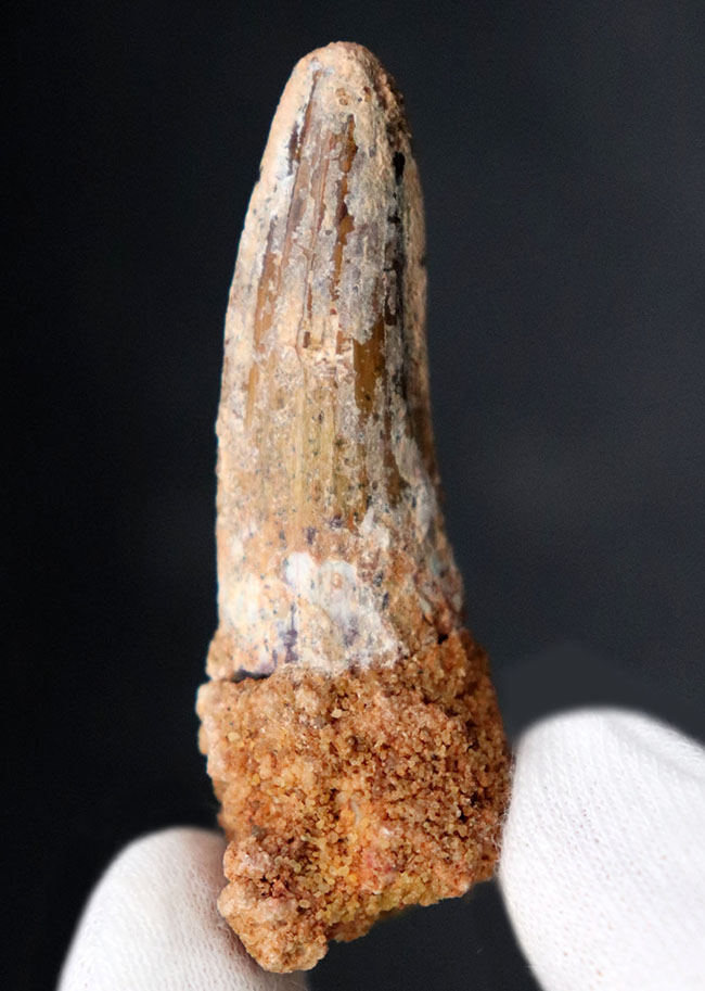 史上最大級の動物食恐竜の一つ、スピノサウルス(Spinosaurus)の歯化石(その1)