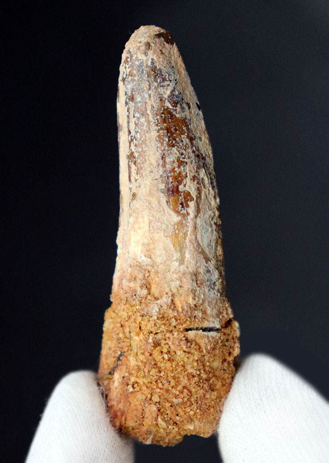 史上最大級の動物食恐竜の一つ、スピノサウルス(Spinosaurus)の歯化石(その2)