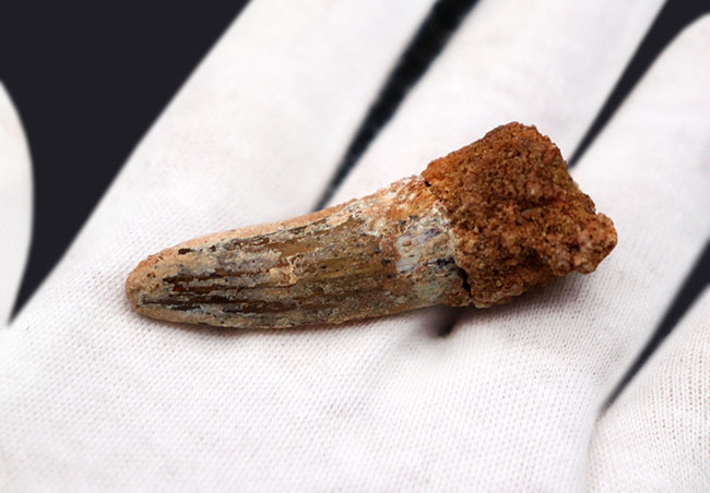 史上最大級の動物食恐竜の一つ、スピノサウルス(Spinosaurus)の歯化石(その3)
