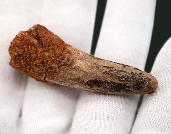 史上最大級の動物食恐竜の一つ、スピノサウルス(Spinosaurus)の歯化石(その4)