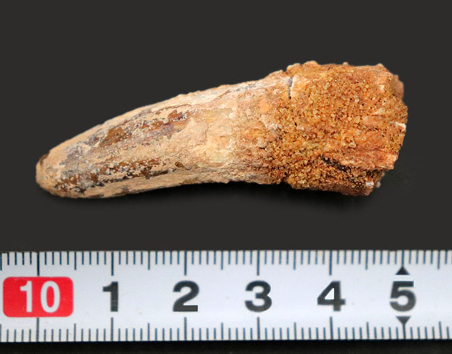 史上最大級の動物食恐竜の一つ、スピノサウルス(Spinosaurus)の歯化石(その5)