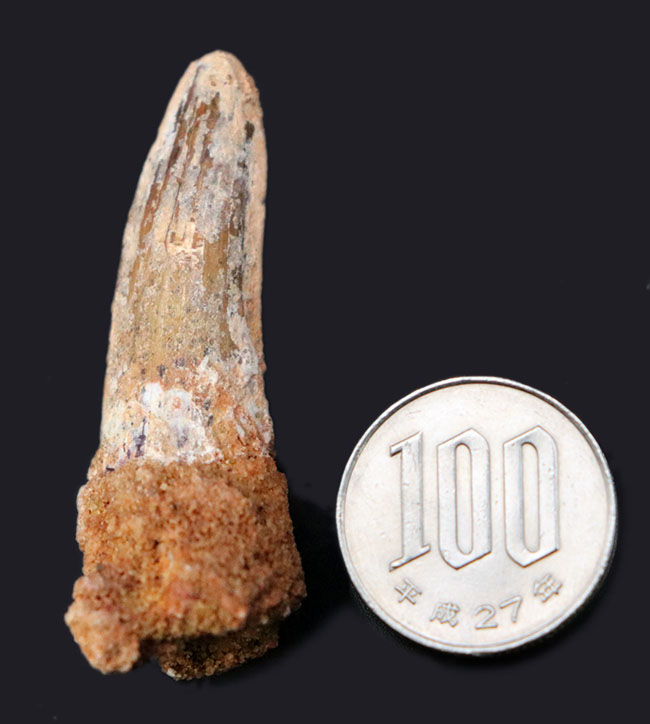 史上最大級の動物食恐竜の一つ、スピノサウルス(Spinosaurus)の歯化石(その6)