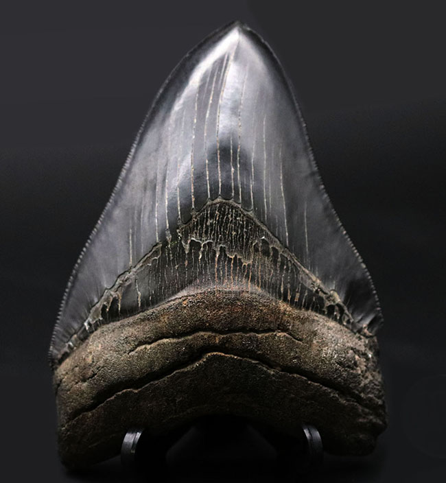 ラージサイズ!ナチュラル、エナメル質、セレーションともに鳥肌モノのメガロドン(Carcharodon megalodon)歯化石(その1)