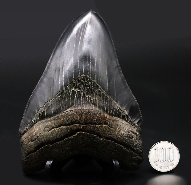 ラージサイズ!ナチュラル、エナメル質、セレーションともに鳥肌モノのメガロドン(Carcharodon megalodon)歯化石(その11)