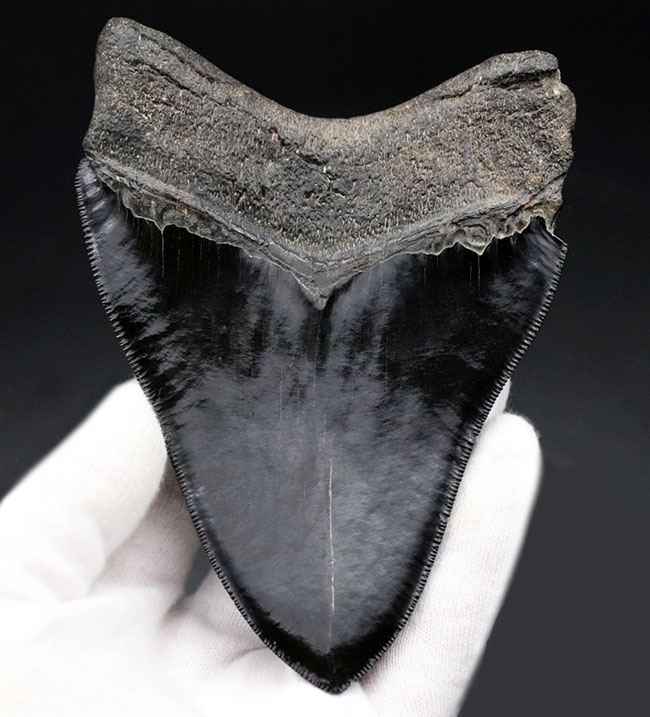 ラージサイズ!ナチュラル、エナメル質、セレーションともに鳥肌モノのメガロドン(Carcharodon megalodon)歯化石(その2)
