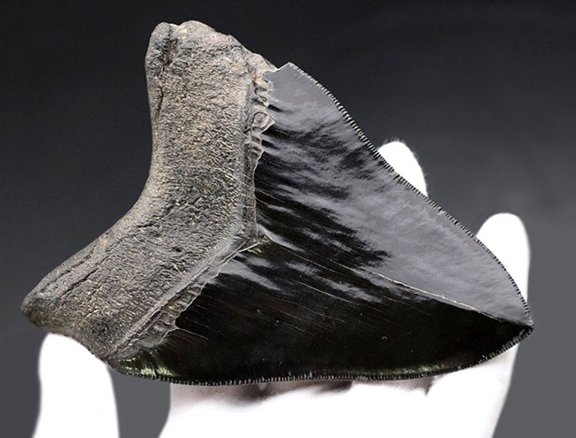 ラージサイズ！ナチュラル、エナメル質、セレーションともに鳥肌モノのメガロドン（Carcharodon megalodon）歯化石（その4）