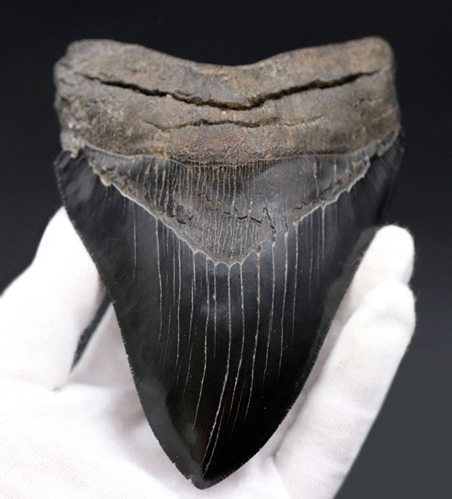 ラージサイズ!ナチュラル、エナメル質、セレーションともに鳥肌モノのメガロドン(Carcharodon megalodon)歯化石(その6)