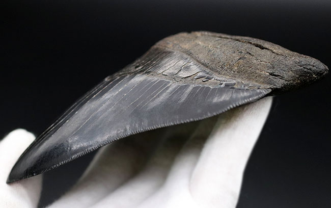 ラージサイズ!ナチュラル、エナメル質、セレーションともに鳥肌モノのメガロドン(Carcharodon megalodon)歯化石(その8)