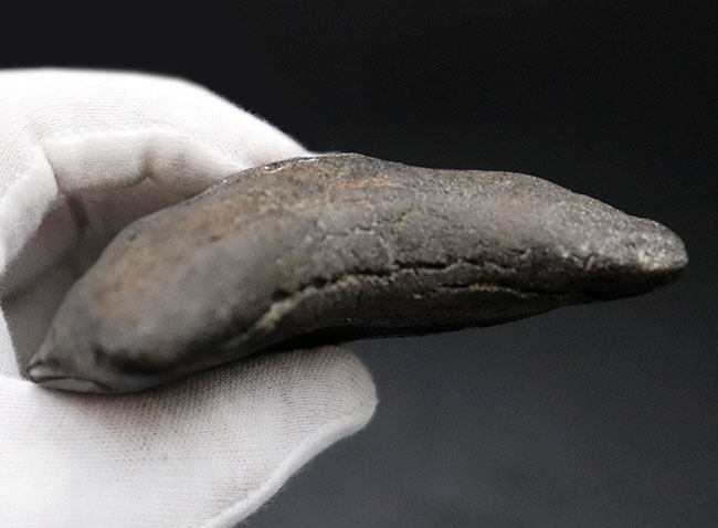 ラージサイズ!ナチュラル、エナメル質、セレーションともに鳥肌モノのメガロドン(Carcharodon megalodon)歯化石(その9)