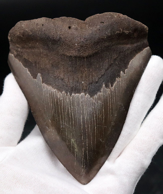 ベリーナチュラル！人気のメガロドン（Carcharocles megalodon）の歯化石（その1）