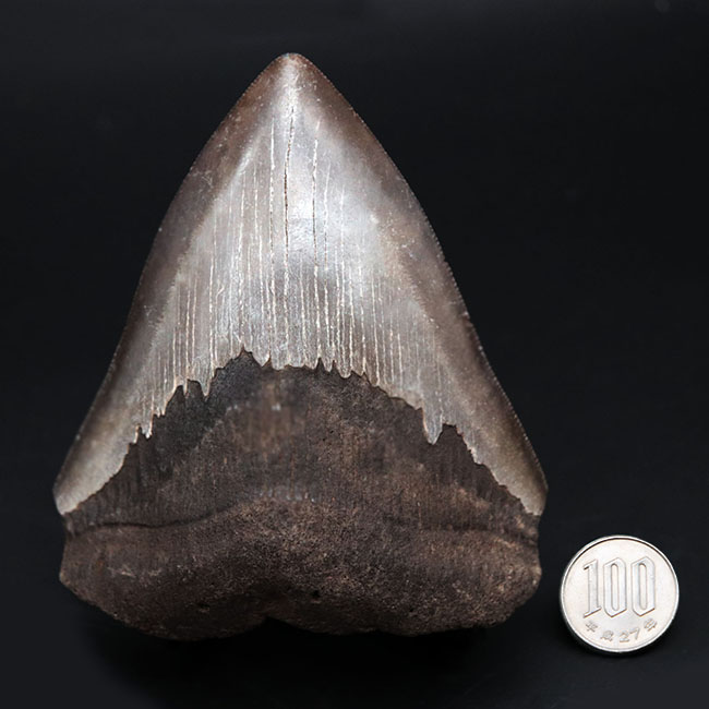 ベリーナチュラル!人気のメガロドン(Carcharocles megalodon)の歯化石(その10)