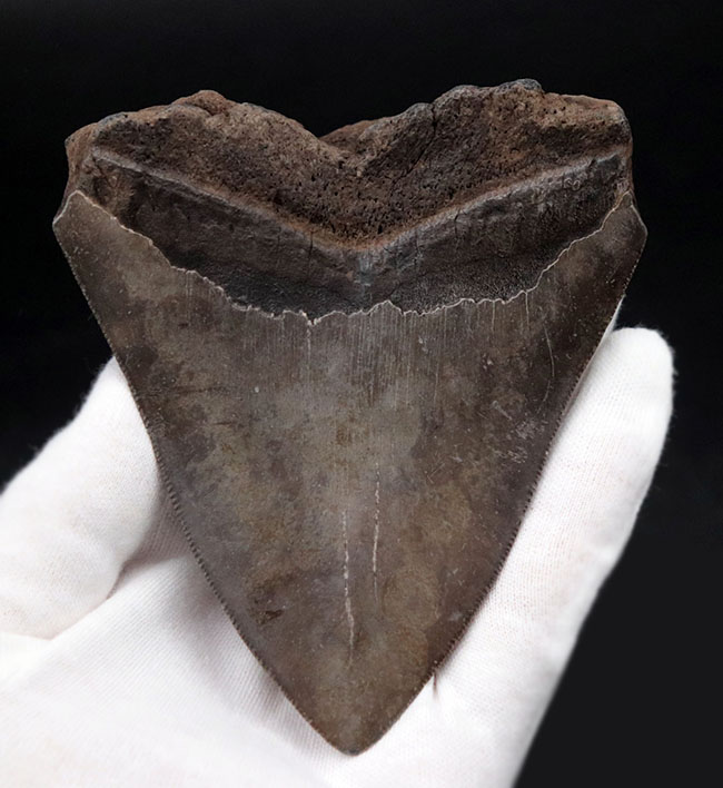 ベリーナチュラル!人気のメガロドン(Carcharocles megalodon)の歯化石(その2)