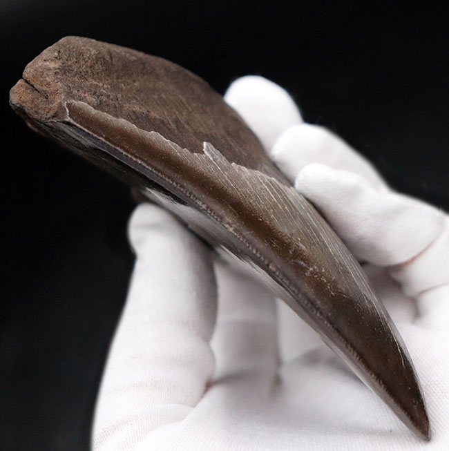 ベリーナチュラル!人気のメガロドン(Carcharocles megalodon)の歯化石(その3)