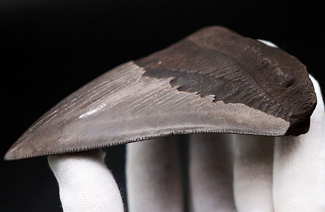 ベリーナチュラル!人気のメガロドン(Carcharocles megalodon)の歯化石(その4)