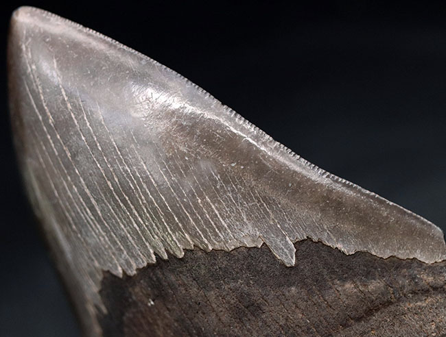 ベリーナチュラル!人気のメガロドン(Carcharocles megalodon)の歯化石(その5)
