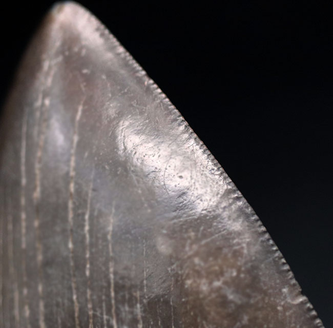 ベリーナチュラル!人気のメガロドン(Carcharocles megalodon)の歯化石(その6)