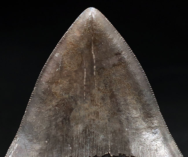 ベリーナチュラル!人気のメガロドン(Carcharocles megalodon)の歯化石(その7)