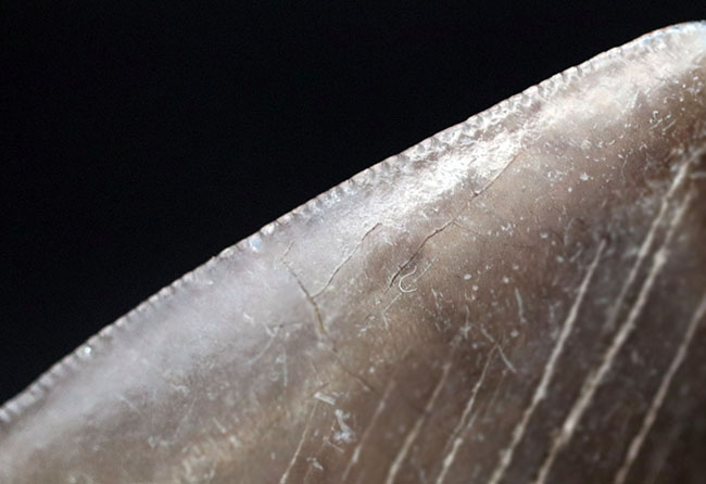 ベリーナチュラル!人気のメガロドン(Carcharocles megalodon)の歯化石(その8)