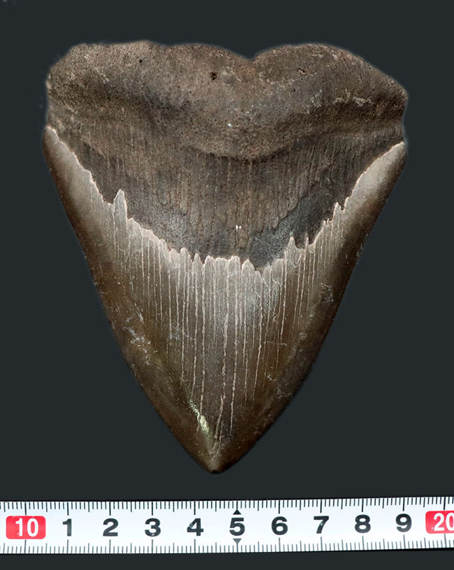 ベリーナチュラル!人気のメガロドン(Carcharocles megalodon)の歯化石(その9)