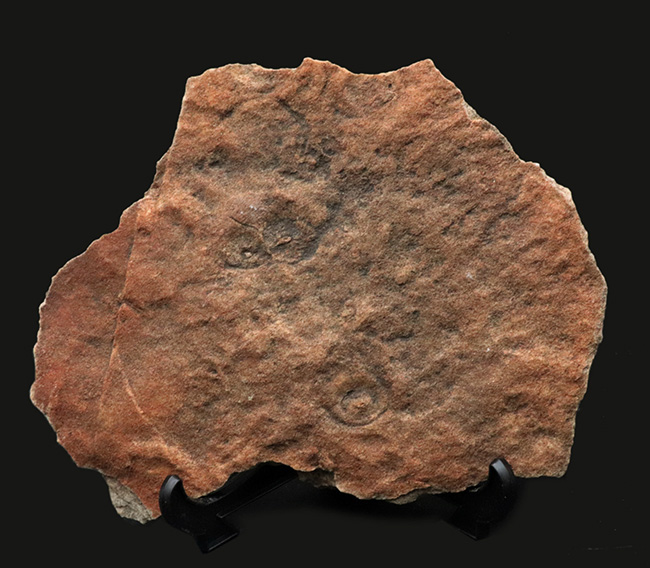 The・入手困難標本、エディアカラ動物群、シクロメデューサ（Cyclomedusa）のマルチプレート化石（その1）