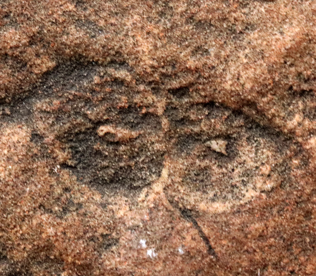 The・入手困難標本、エディアカラ動物群、シクロメデューサ（Cyclomedusa）のマルチプレート化石（その2）