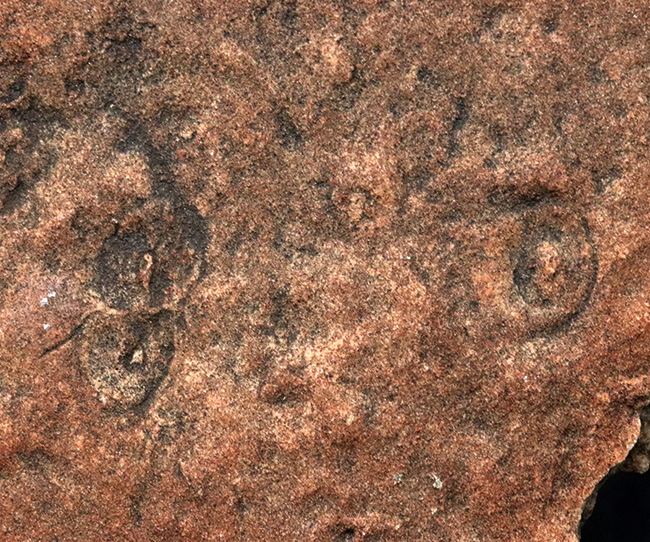 The・入手困難標本、エディアカラ動物群、シクロメデューサ（Cyclomedusa）のマルチプレート化石（その5）