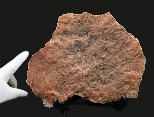 The・入手困難標本、エディアカラ動物群、シクロメデューサ（Cyclomedusa）のマルチプレート化石（その6）