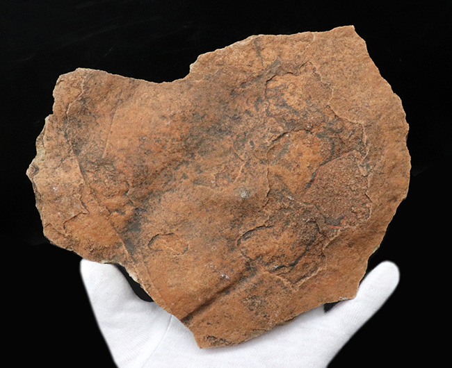 The・入手困難標本、エディアカラ動物群、シクロメデューサ（Cyclomedusa）のマルチプレート化石（その7）