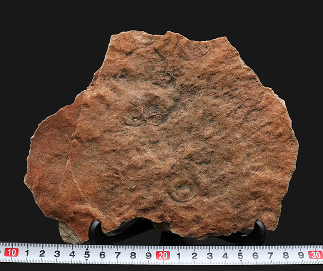 The・入手困難標本、エディアカラ動物群、シクロメデューサ